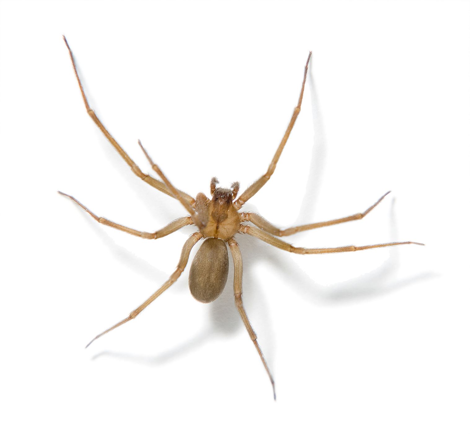 BROWN RECLUSE